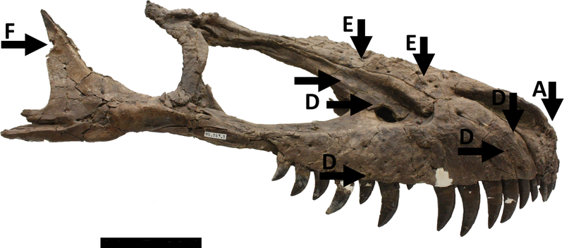 Illustration for article titled Scarred Skull Confirms Combat And Cannibalism Among Tyrannosaurs